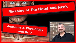 Muscles of the Head and Neck Anatomy and Physiology [upl. by Atoked]