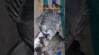 Sarisaring huli subscribers buhaymandaragat fishing mandaragat [upl. by Gregoire]