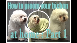 How to groom your bichon at home Part 1 the prep work [upl. by Rahel611]