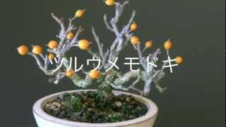 ツルウメモドキ盆栽E1（蔓梅擬盆栽）Celastrus orbiculatus bonsai [upl. by Enitsirhk152]