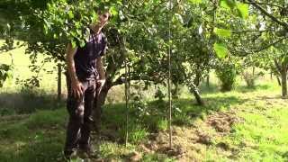 Supporting heavy cropping Apple Trees  Making Progs [upl. by Occer]