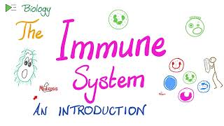 Introduction to the Immune System  Types of Immunity  Immunology Playlist [upl. by Kosel241]