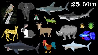 Animals Collection  Sharks Farm Animals Pets Insects amp More  The Kids Picture Show [upl. by Deming]