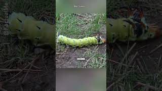 Alien like hickory horned devil caterpillar shorts facts [upl. by Euhc304]