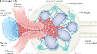 Mesangail cells kidney [upl. by Kauslick]