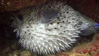 Pufferfishes Boxfishes amp Porcupinefishes  Reef Life of the Andaman  Part 11 [upl. by Nnaes]