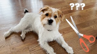 Henry the Jack Russell Terrier Dog Gets a Haircut Groomed [upl. by Laina92]