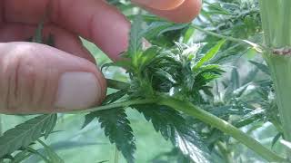 Dealing with hermaphrodite cannabis plants [upl. by Clippard]