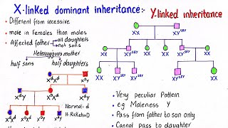 X linked dominant inheritance  Y linked inheritance  class 12 [upl. by Smaoht488]