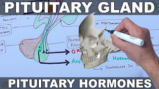 Pituitary Gland  Hormones and Hypothalamus [upl. by Philly742]