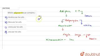 White adipose tissue contains [upl. by Atwahs713]