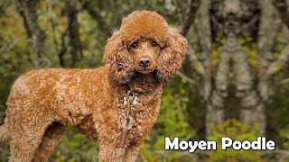 7 Questions About Moyen Poodle  Barbone Caniche French Poodle Chien Canne etc [upl. by Draned]