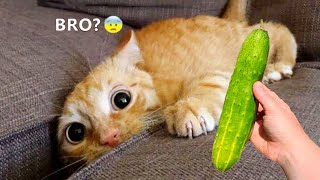 Funniest Animals 2023 😂😂 New Funny Cats and Dogs 😻🐶 Part 8 [upl. by Eilram]