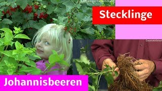 Johannisbeeren Stecklinge Steckholz im Sommer selber machen [upl. by Buerger]