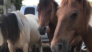 93rd Annual Chincoteague Pony Auction [upl. by Kramer]