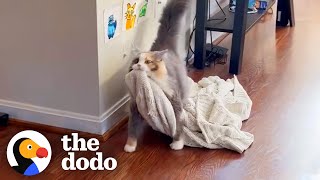 Rescue Cat Carries Her Favorite Blanket All Around The Apartment  The Dodo [upl. by Selena]