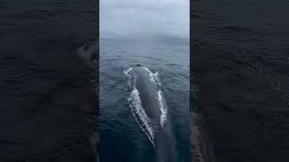 Whale breathing🐳shorts trending viralvideo youtubeshorts [upl. by Thea]