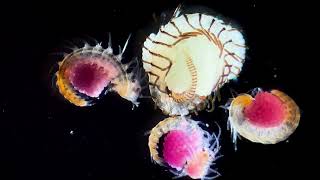 Mediterranean zooplankton under the microscope summertime [upl. by Anaytat]