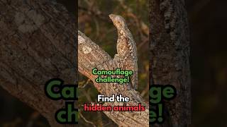 Can You Find the Camouflaged Animals PART 1 shorts short facts quiz animals [upl. by Asital]