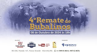 4º Remate de Bubalinos  ASCRIBU  08 de Outubro de 2024 [upl. by Naesal]