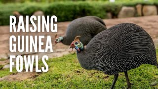 Raising Guinea Fowls Everything You Should Know [upl. by Ahsikrats]