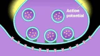 Synapse  Neurotransmitter  Presynaptic neuron  Postsynaptic Neuron  Action Potential [upl. by Alema]