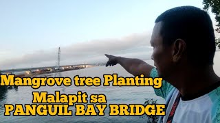 EP68 Mangrove tree Planting Malapit sa PANGUIL BAY BRIDGE [upl. by Nodrog261]