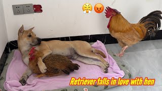 The rooster suspects that the dog and hen are having an affairThe rooster is very angryso funny [upl. by Neff]