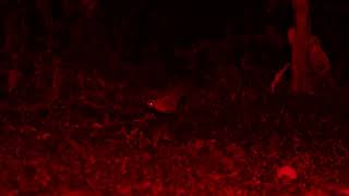 David Whites video of tubenosed bat hovering low then eating sapodilla on the ground [upl. by Atsed]