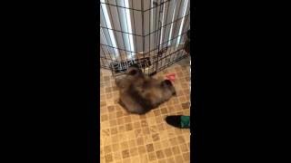 Baby Keeshond Puppies Playing  TOO CUTE [upl. by Ailegnave889]