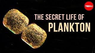 The Secret Life of Plankton [upl. by Meggy]