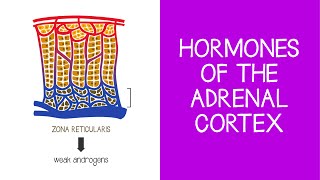 56 Endocrine Hormones of the Adrenal Cortex [upl. by Gardas746]