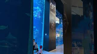 GuitarfishDubai mall aquarium 🇦🇪 [upl. by Zsa]