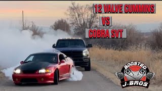 12 Valve Cummins VS SVT Cobra Mustang [upl. by Airdna]