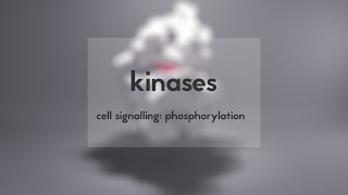 Cell signalling kinases amp phosphorylation [upl. by Hime]