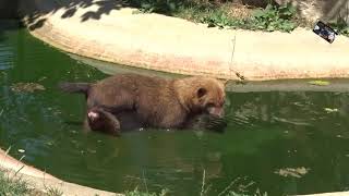 Bain du Chien de Buisson  Le Domaine des Fauves Isère France [upl. by Procter738]