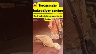 Altı üstü kedi boku shorts shortvideo funny keşfet [upl. by Cynara]