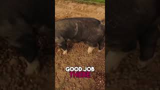 Feeding Pigs Tips for Happy and Healthy Swine [upl. by Llemor277]