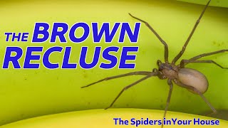 The Spiders in Your House  The Brown Recluse [upl. by Obola938]