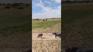 Bison protects its cub and intercepts a lion This action is amazing Animals compete in combat [upl. by Salzhauer]