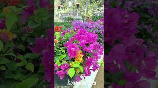 Bougainvillea Flowering Tips🌸🌼 garden ecoonplants [upl. by Haggai52]