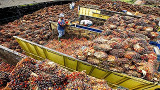 Palm Oil Making Process  Modern Oil Palm Harvesting Process  How Palm Oil Is Made In Factory [upl. by Ettener354]