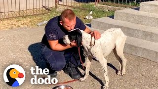 Lonely Dog Was Abandoned At A School  The Dodo [upl. by Man]