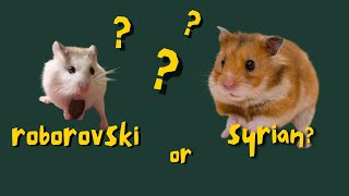 Syrian Hamster vs Roborovski Hamster  which is right for you Chatting about the differences [upl. by Irep]