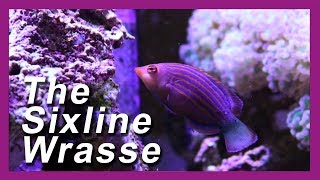 SIX LINE WRASSE Reef Tank Pest Control [upl. by Ycinuq]