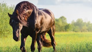 Race des Pays Bas  Le Frison un cheval noir qui fait partie du patrimoine culturel de son pays [upl. by Bobbe]