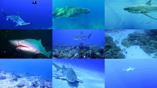 Sharks for kids pronunciation in English with videos [upl. by Edlihtam]