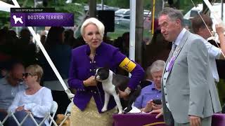 Boston Terriers  Breed Judging 2022 [upl. by Kimmy481]