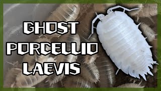 Morphpedia  Episode 2 The Ghost Porcellio laevis [upl. by Ttimme]