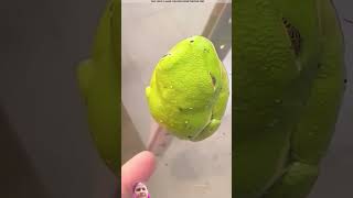 frog amazingfacts animals story factsinhindi viralvideo facts 😱👍🏻 [upl. by Benjy]